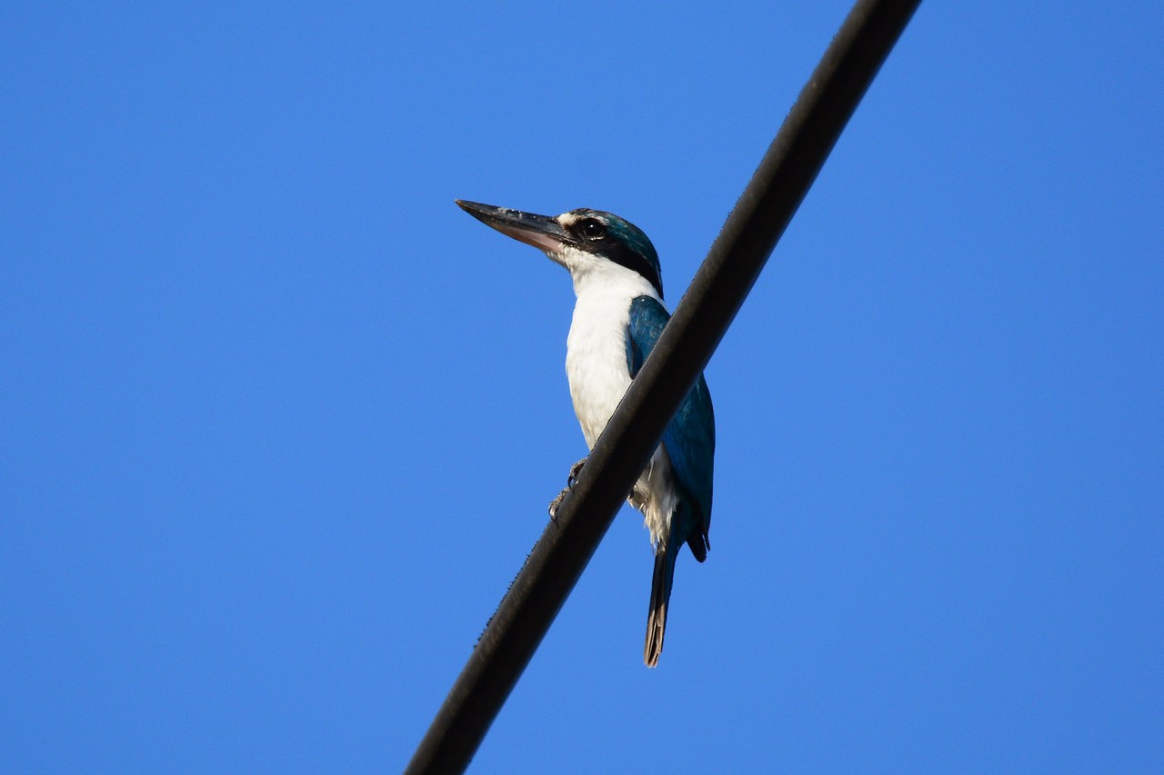 Todiramphus chloris Todiramphus chloris